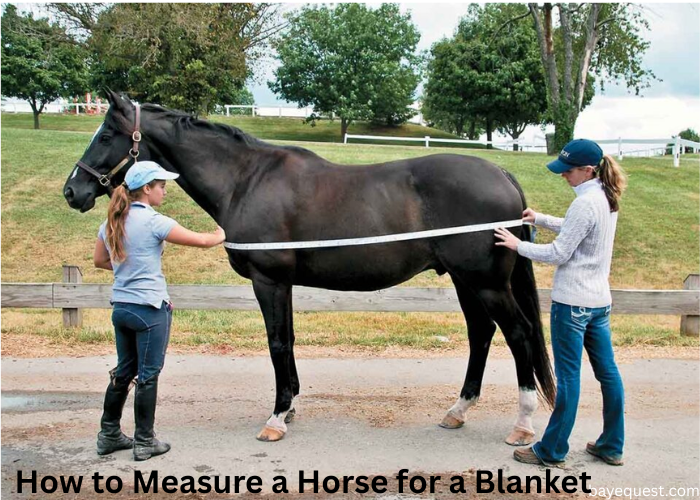 How to Measure a Horse for a Blanket