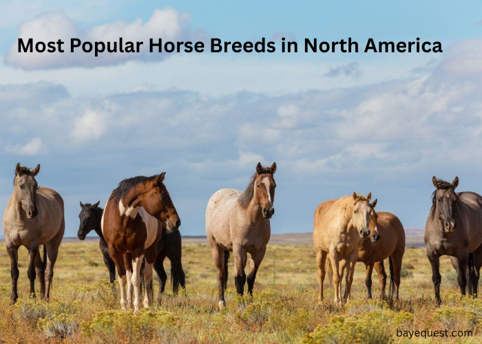 Most Popular Horse Breeds in North America