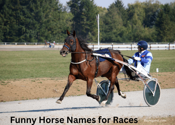 Funny Horse Names For Races