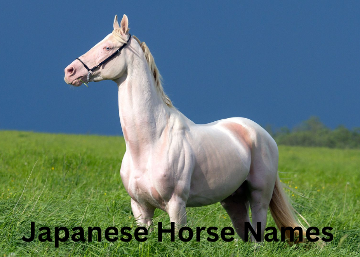 Japanese Horse Names