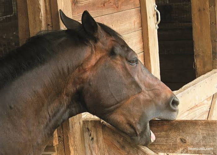 Horse Cribbing