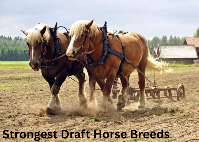 Top 10 Strongest Draft Horse Breeds in the World