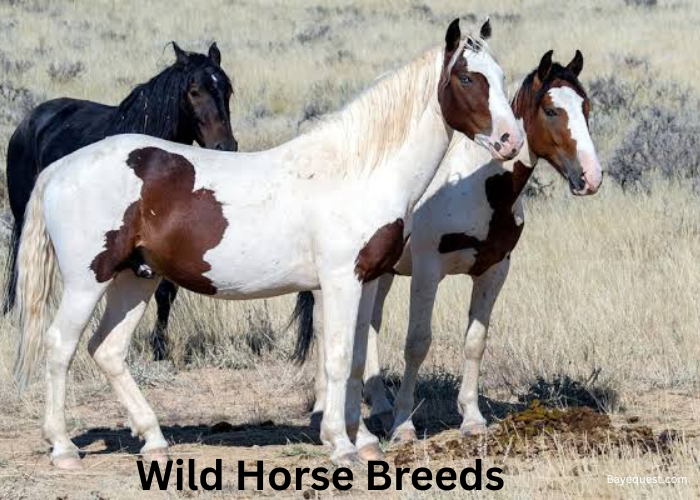 Wild Horse Breeds