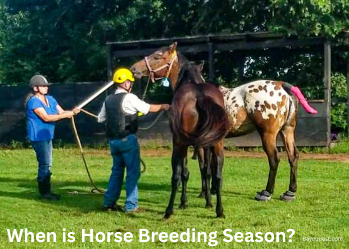 When is horse breeding season?