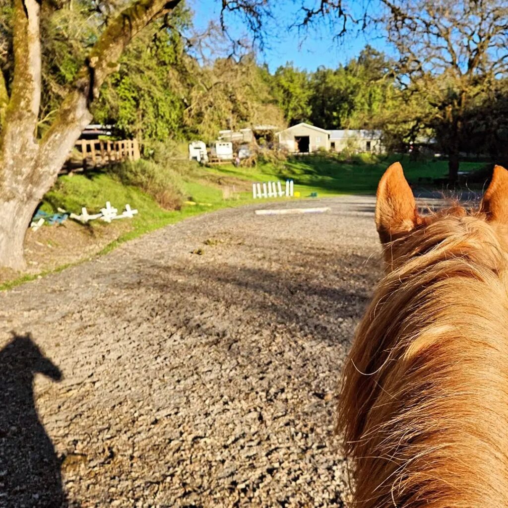 Exceptional Full Service Boarding Silver Oak Stables! Bay Area